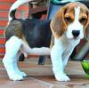 Puppies for sale Germany, Bochum Beagle
