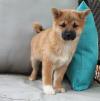 Puppies for sale Germany, Bochum Other breed, Shiba Inu