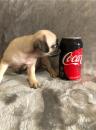 Puppies for sale Sweden, Vesteros Pug