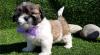 Puppies for sale Sweden, Kalmar Shih Tzu