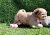 Puppies for sale Sweden, Helsingborg Shih Tzu