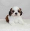Puppies for sale Sweden, Norcheping Shih Tzu