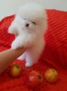 Puppies for sale Sweden, Goteborg Pomeranian Spitz
