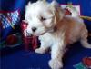 Puppies for sale Sweden, Lulea Maltese
