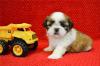 Puppies for sale Sweden, Stockholm Shih Tzu