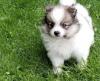 Puppies for sale Sweden, Leksand Pomeranian Spitz