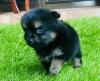 Puppies for sale Sweden, Esbjerg Pomeranian Spitz