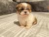 Puppies for sale Tajikistan, Isfara Shih Tzu