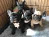 Puppies for sale Germany, Baden-Baden Pomeranian Spitz