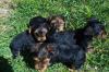 Puppies for sale Germany, Baden-Baden Yorkshire Terrier