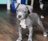 Puppies for sale Latvia, Riga American Pit-Bull Terrier