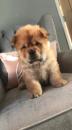 Puppies for sale Cyprus, Limassol Chow Chow