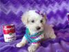 Puppies for sale United Kingdom, Leeds Maltese