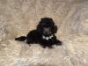 Puppies for sale Spain, Alicante Toy-poodle