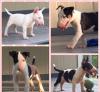 Puppies for sale Tajikistan, Isfara Bull Terrier