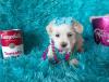 Puppies for sale United Kingdom, Liverpool Maltese