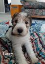 Puppies for sale Greece, Athens Fokxterer