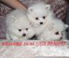 Puppies for sale Estonia, Narva Pomeranian Spitz