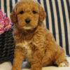 Puppies for sale Belgium, Brussels , cockapoo