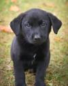 Puppies for sale Belgium, Brussels Labrador