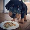 Puppies for sale Belgium, Charleroi Rottweiler