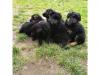 Puppies for sale France, Lion German Shepherd Dog