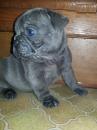 Puppies for sale Netherlands, The Hague French Bulldog
