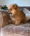 Puppies for sale Spain, Bilbao Chow Chow