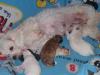 Puppies for sale United Kingdom, Lancaster Maltese