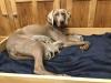 Puppies for sale France, Paris Weimaraner