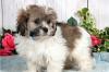 Puppies for sale Romania, Alexandria Lhasa Apso