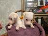 Puppies for sale Spain, Barcelona Lhasa Apso