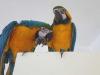 Puppies for sale Poland, Warsaw , Blue And Gold Macaw Parrot