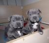 Puppies for sale Greece, Larissa Staffordshire Bull Terrier