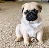 Puppies for sale Germany, Wuppertal Pug