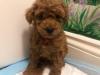 Puppies for sale Belgium, Brussels Toy-poodle