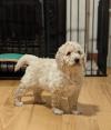 Puppies for sale Greece, Thessaloniki , Goldendoodle