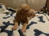 Puppies for sale Belgium, Antwerp Hungarian pointer, vizsla