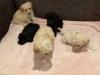 Puppies for sale Hungary, Budapest Toy-poodle