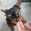 Puppies for sale Greece, Thessaloniki Yorkshire Terrier