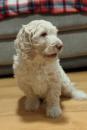Puppies for sale Sweden, Stockholm , Goldendoodle