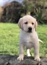 Puppies for sale Greece, Athens Labrador