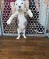 Puppies for sale Netherlands, Amsterdam American Pit-Bull Terrier