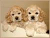 Puppies for sale Belgium, Charleroi Cocker Spaniel