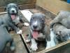 Puppies for sale Greece, Thessaloniki American Pit-Bull Terrier