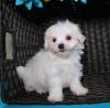 Puppies for sale Germany, Augsburg Maltese