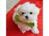 Puppies for sale Belgium, Brussels Maltese