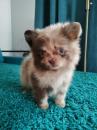 Puppies for sale United Kingdom, Birmingham Pomeranian Spitz