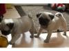 Puppies for sale Sweden, Goteborg Pug