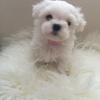 Puppies for sale Germany, Aihvald Maltese